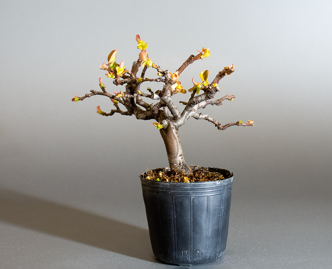 カリン-P2（かりん・花梨）実もの盆栽を右側から見た景色・Chaenomeles sinensis bonsai