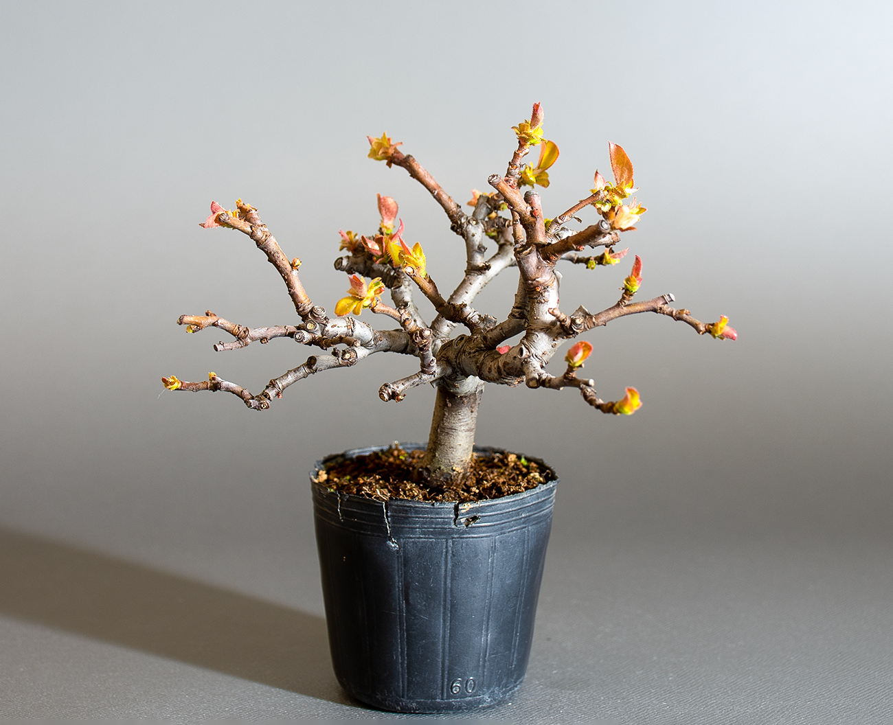 カリン-P2（かりん・花梨）実もの盆栽を左側から見た景色・Chaenomeles sinensis bonsai