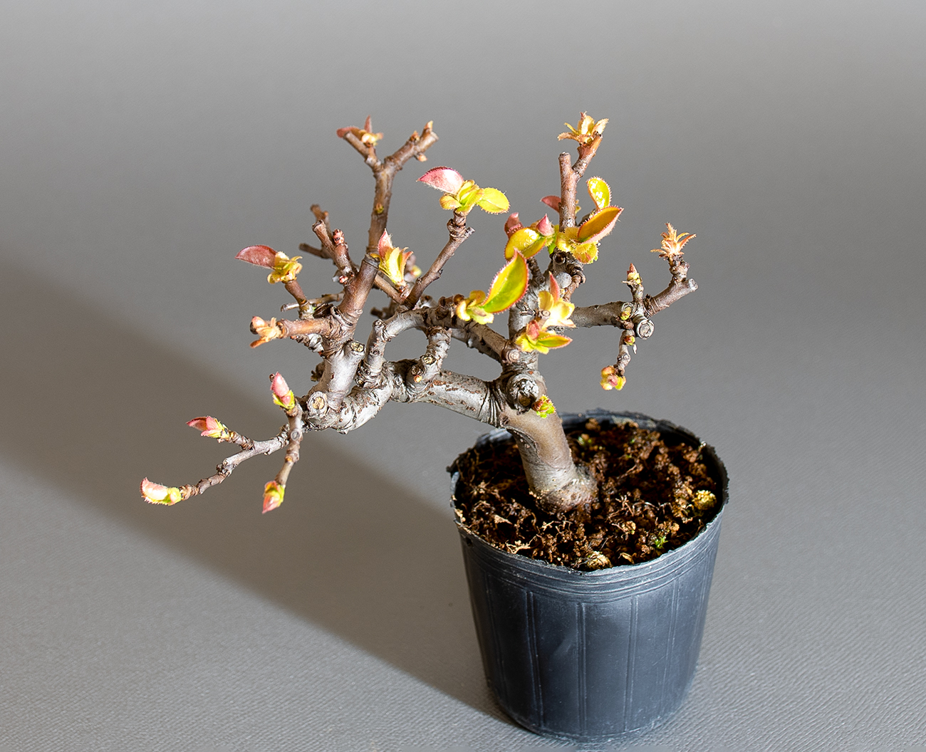 カリン-P2（かりん・花梨）実もの盆栽を上側から見た景色・Chaenomeles sinensis bonsai
