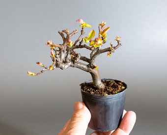 カリン-P2（かりん・花梨）盆栽の樹作りの参考樹形・Chaenomeles sinensis Best bonsai