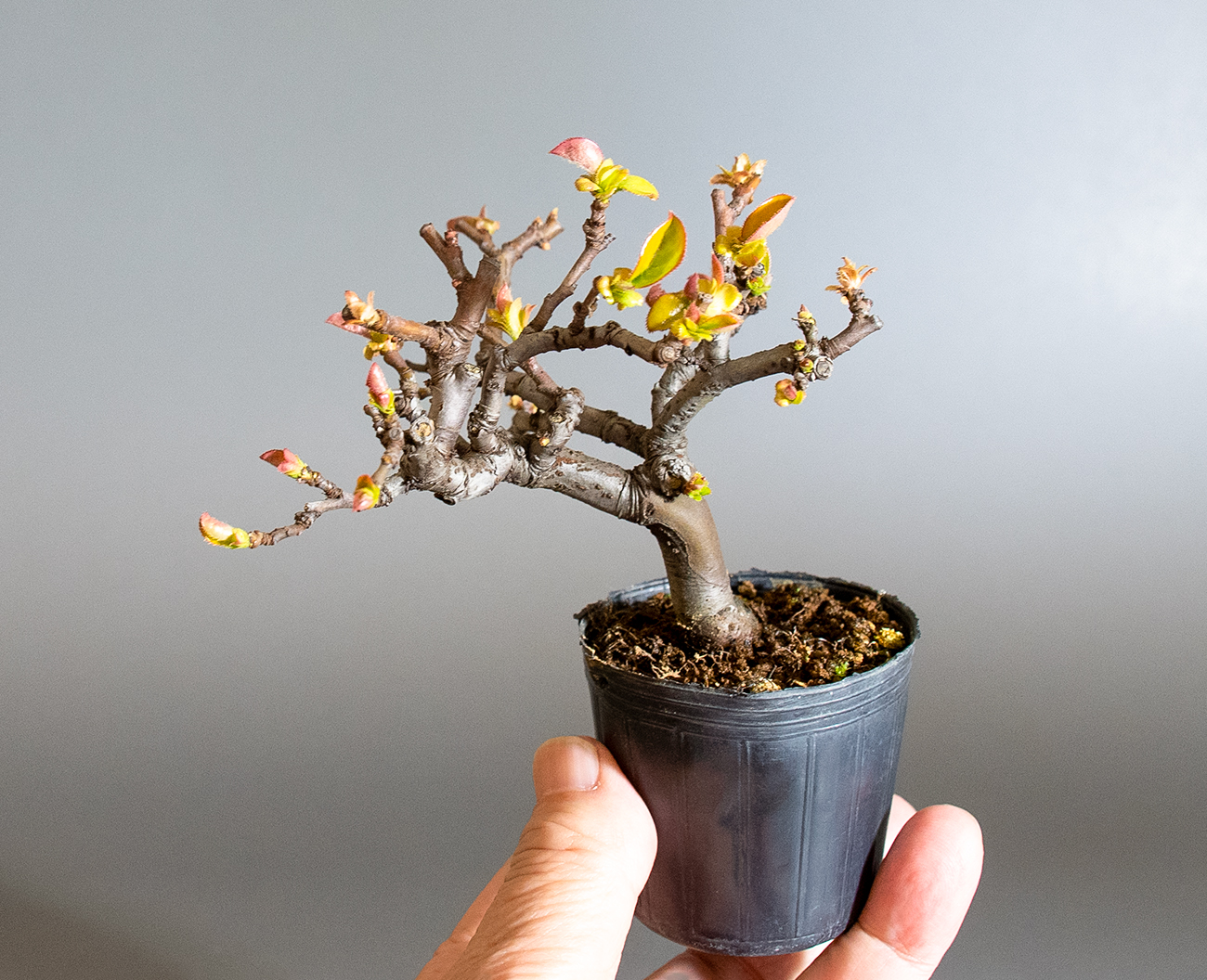 カリン-P2（かりん・花梨）実もの盆栽の手乗りの景色・Chaenomeles sinensis bonsai