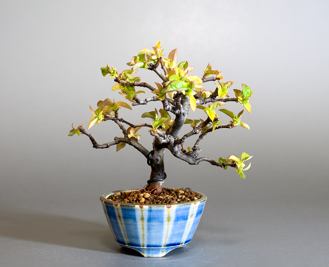 カリン-Q2（かりん・花梨）実もの盆栽の販売と育て方・作り方・Chaenomeles sinensis bonsai