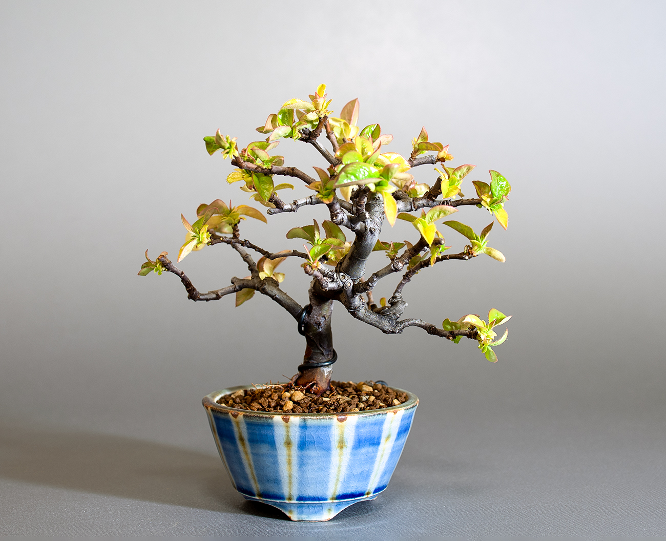 カリン-Q2(かりん・花梨)実もの盆栽の販売と育て方・作り方・Chaenomeles sinensis bonsai