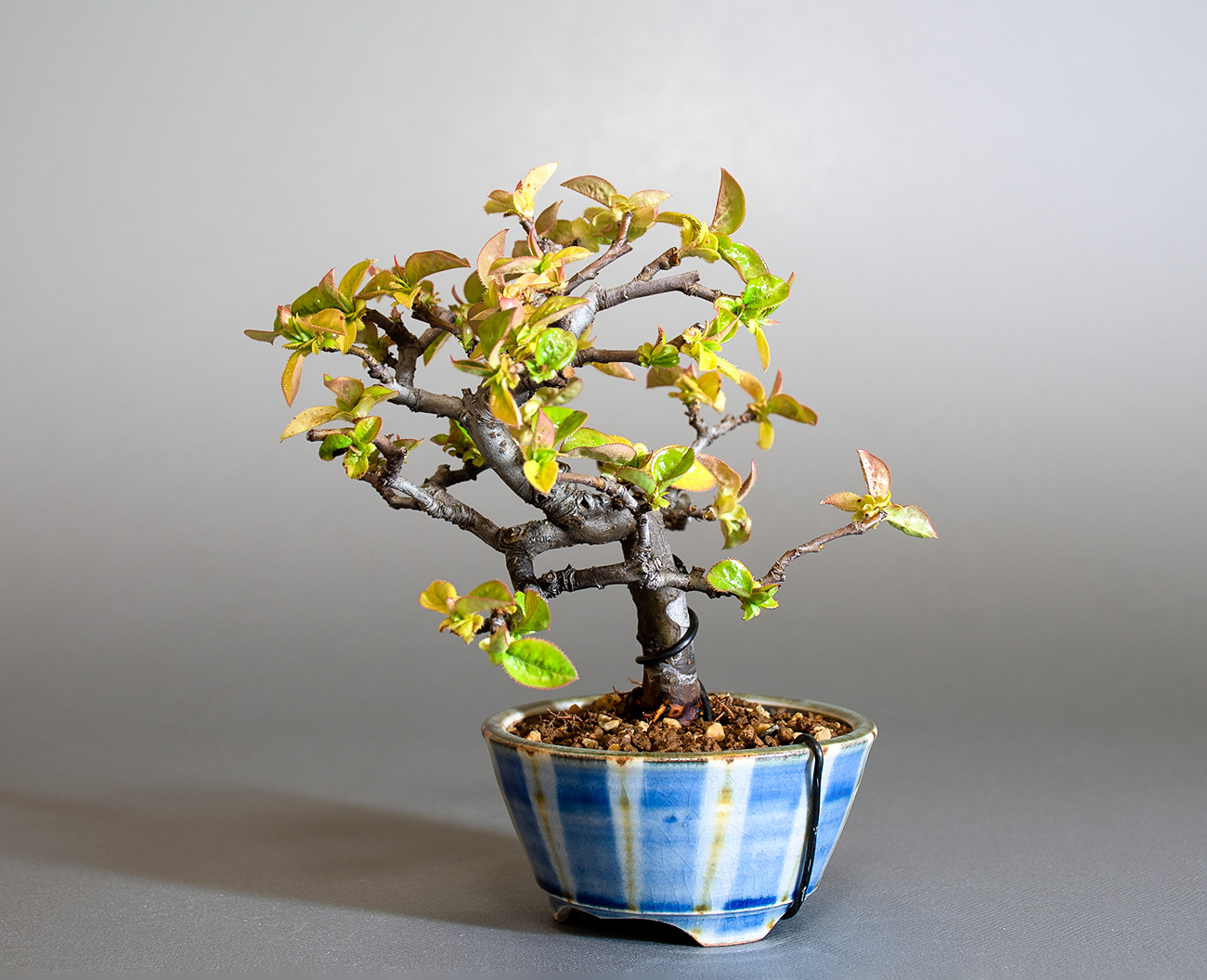 カリン-Q2（かりん・花梨）実もの盆栽を右側から見た景色・Chaenomeles sinensis bonsai