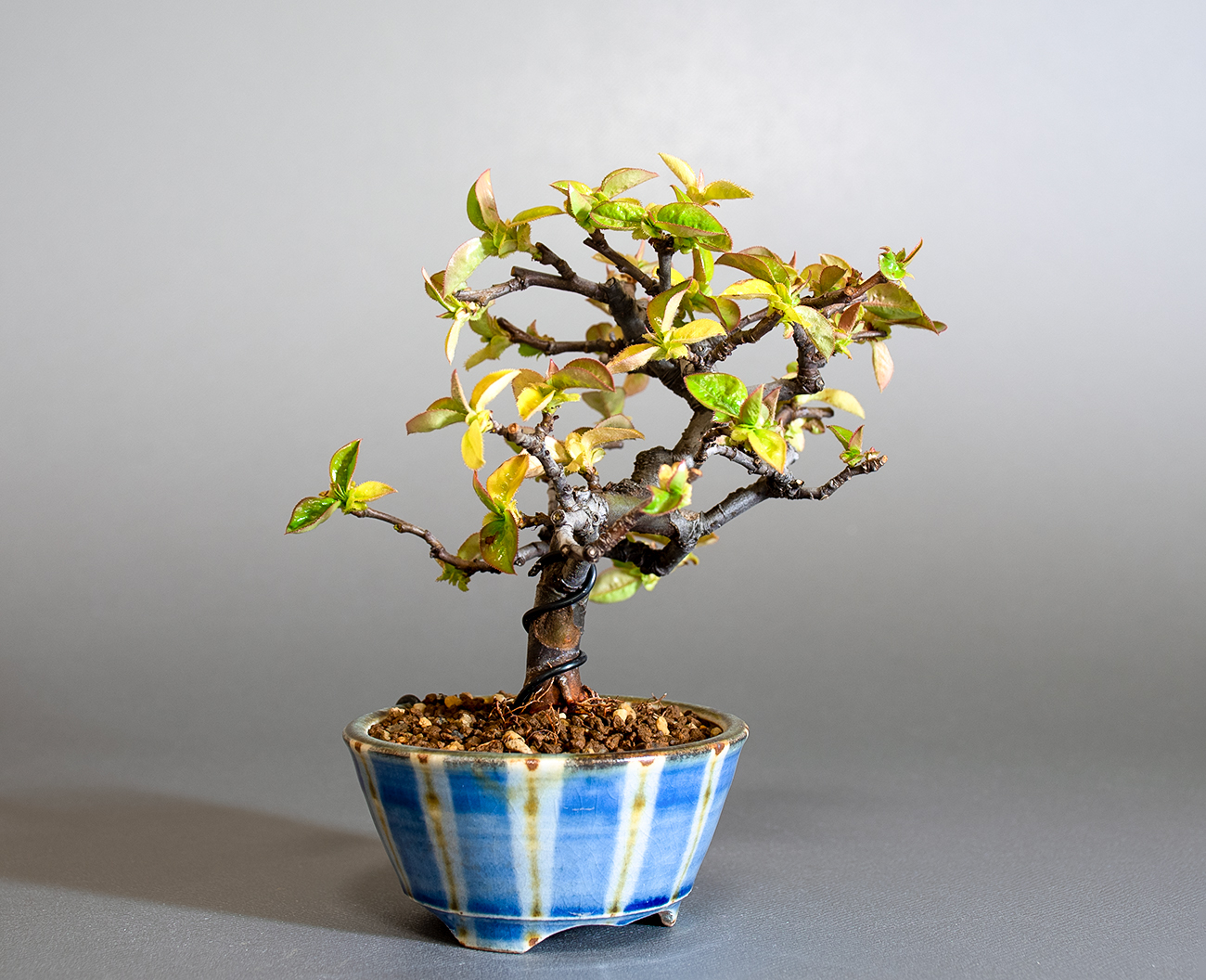 カリン-Q2(かりん・花梨)実もの盆栽を左側から見た景色・Chaenomeles sinensis bonsai