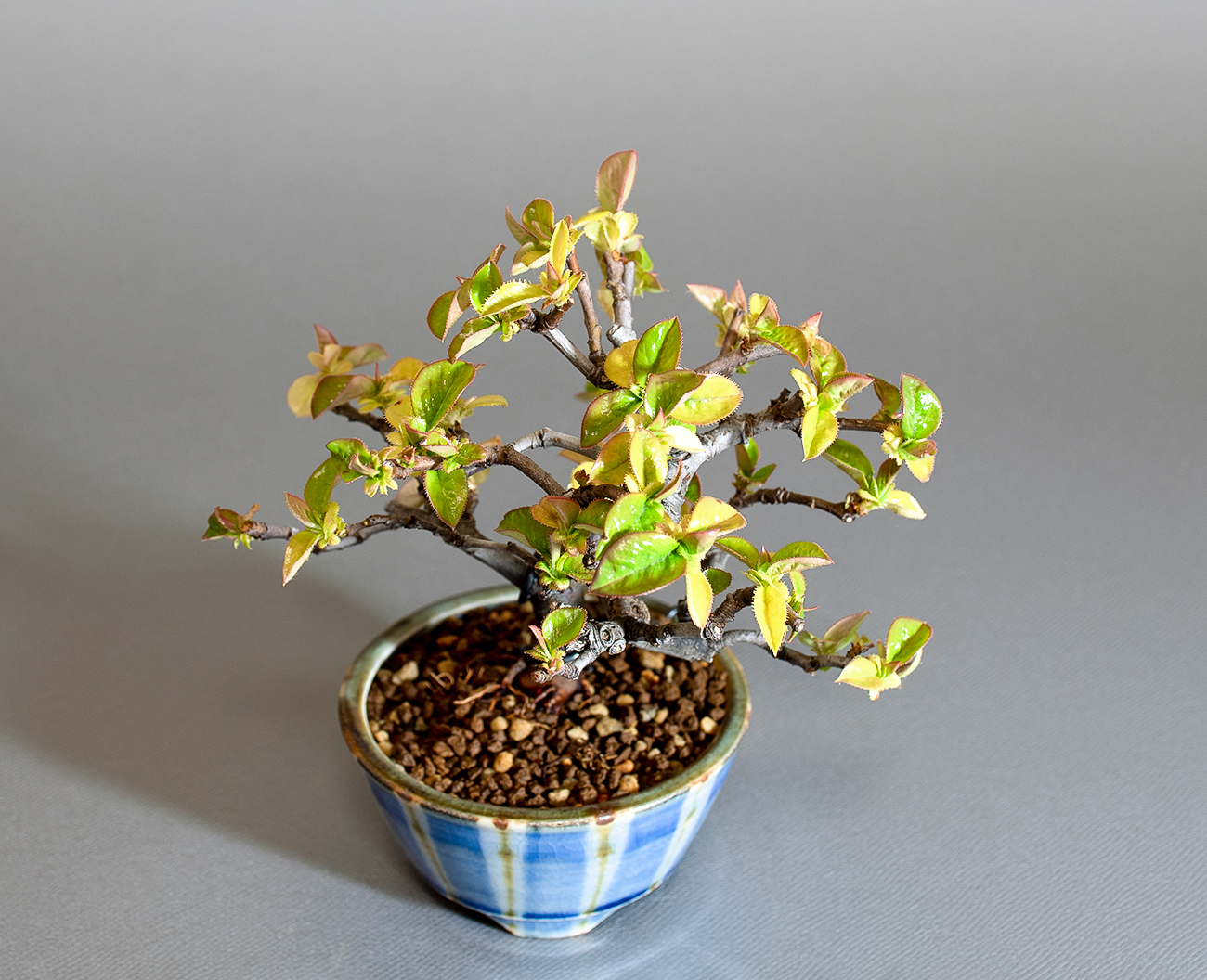 カリン-Q2（かりん・花梨）実もの盆栽を上側から見た景色・Chaenomeles sinensis bonsai