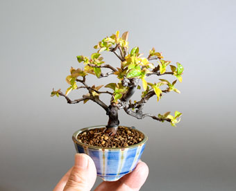 カリン-Q2（花梨盆栽）Chaenomeles sinensis bonsai｜おすすめの盆栽