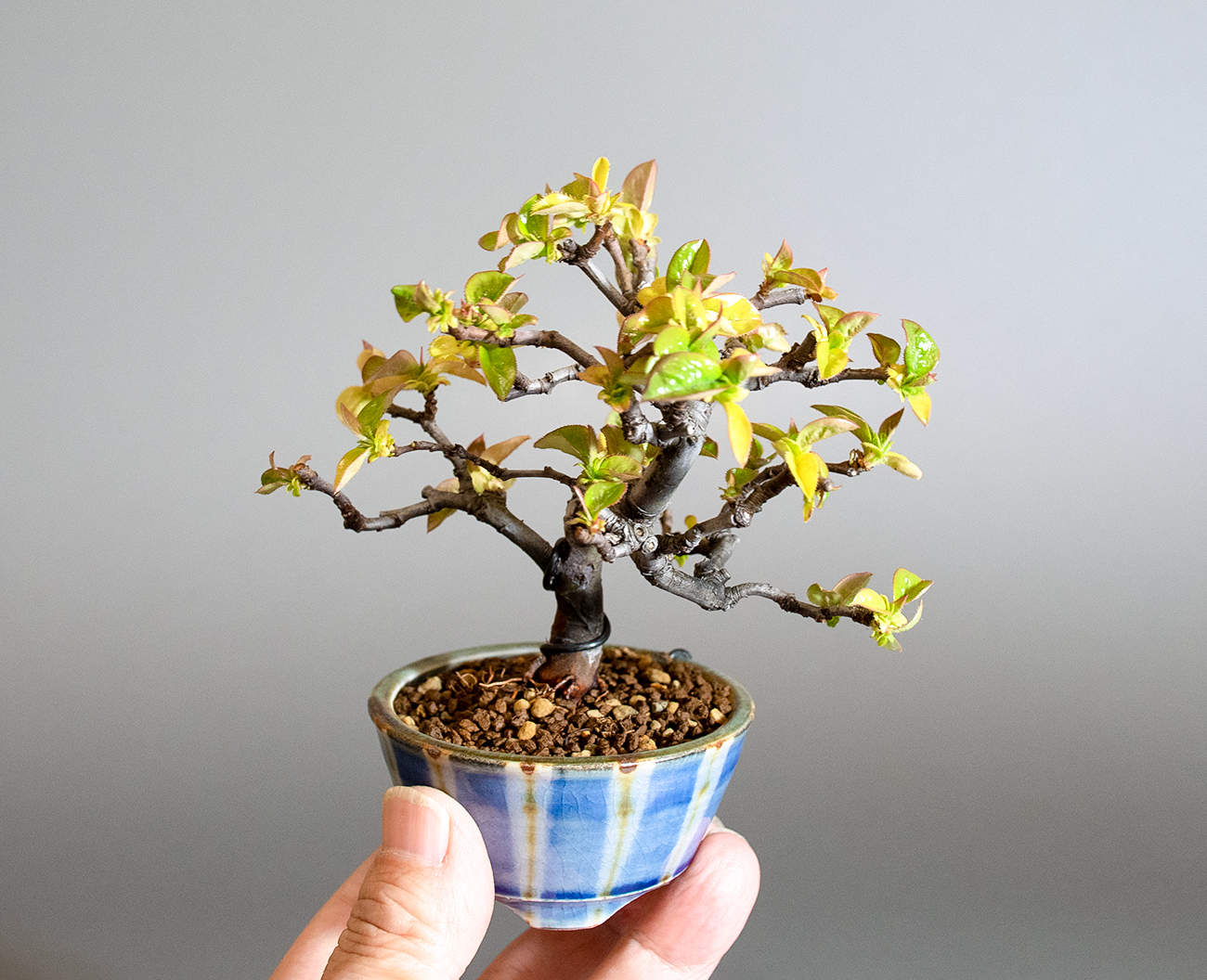 カリン-Q2（かりん・花梨）実ものの手乗りの景色・Chaenomeles sinensis bonsai