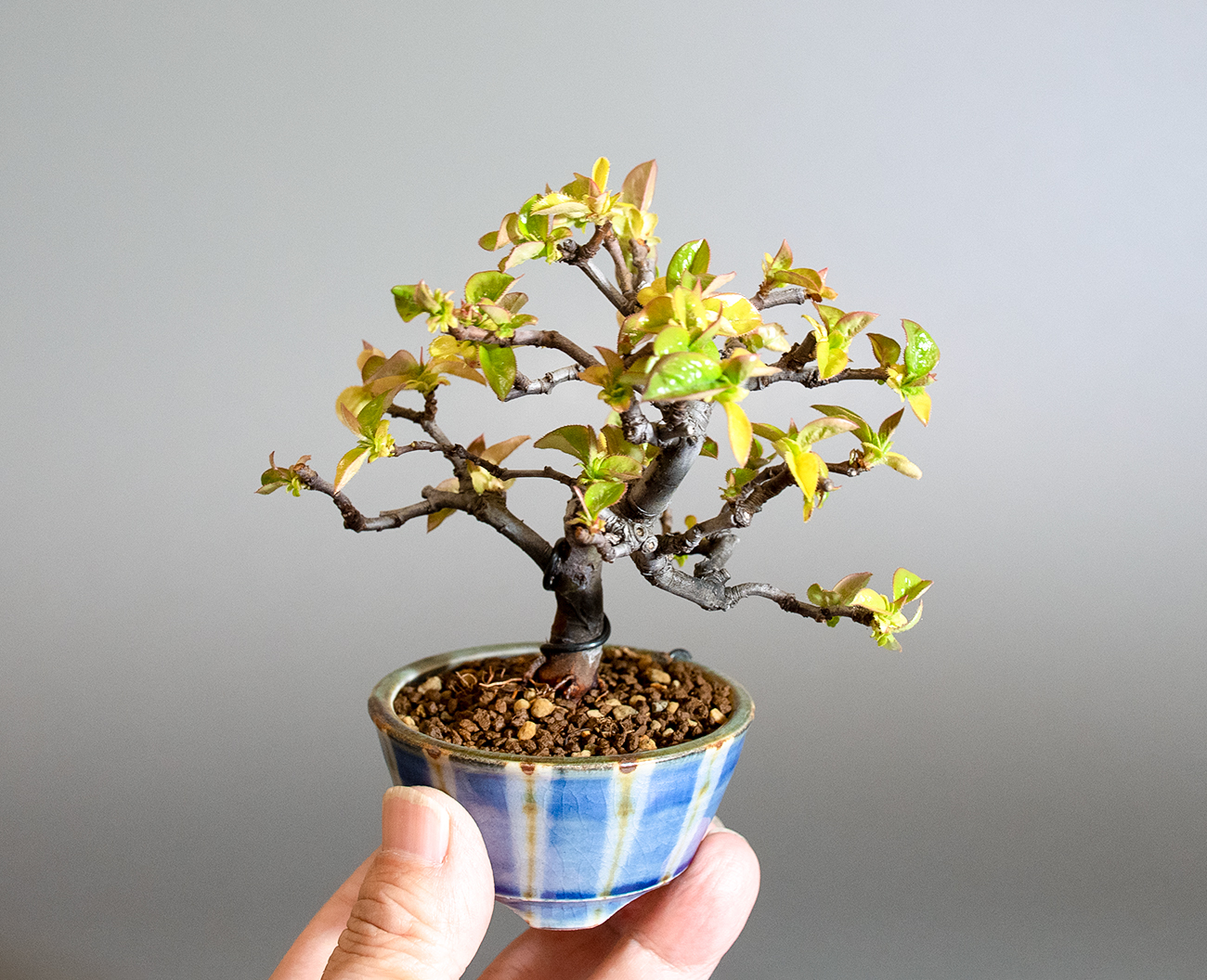カリン-Q2(かりん・花梨)実もの盆栽の手乗りの景色・Chaenomeles sinensis bonsai