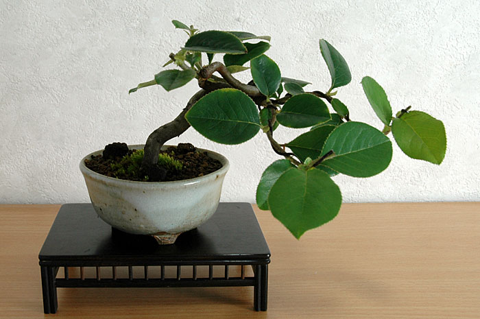 カリン-R-2（かりん・花梨）花梨の販売と育て方・作り方・Chaenomeles sinensis bonsai