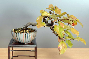 カリン-R（かりん・花梨）盆栽の樹作りの参考樹形・Chaenomeles sinensis Best bonsai