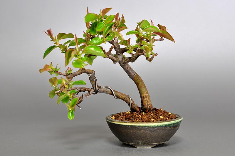カリン-R1（かりん・花梨）実もの盆栽の販売と育て方・作り方・Chaenomeles sinensis bonsai