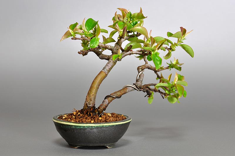 ミニ盆栽・カリン-R1（かりん・花梨）実もの盆栽を裏側から見た景色・Chaenomeles sinensis bonsai