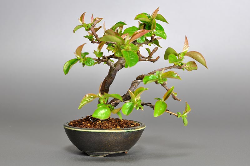 ミニ盆栽・カリン-R1（かりん・花梨）実もの盆栽を左側から見た景色・Chaenomeles sinensis bonsai