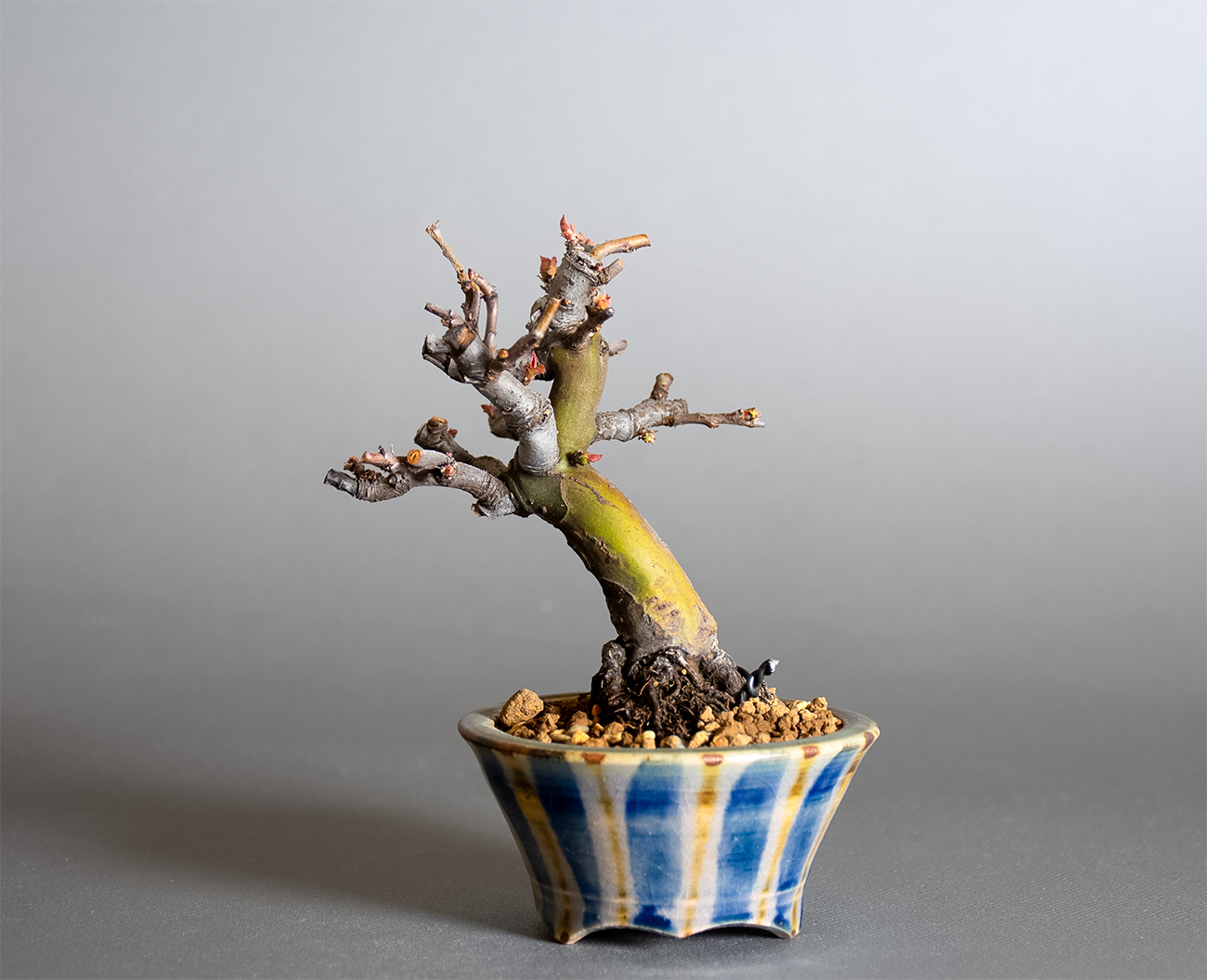 カリン-R2（かりん・花梨）実もの盆栽を裏側から見た景色・Chaenomeles sinensis bonsai