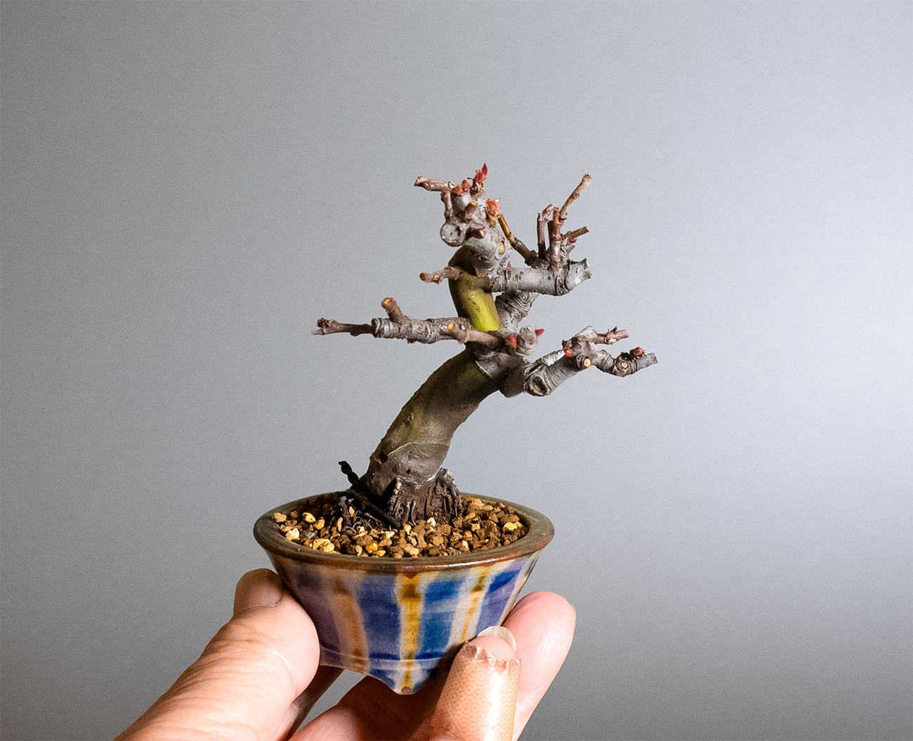 カリン-R2（かりん・花梨）実もの盆栽の手乗りの景色・Chaenomeles sinensis bonsai