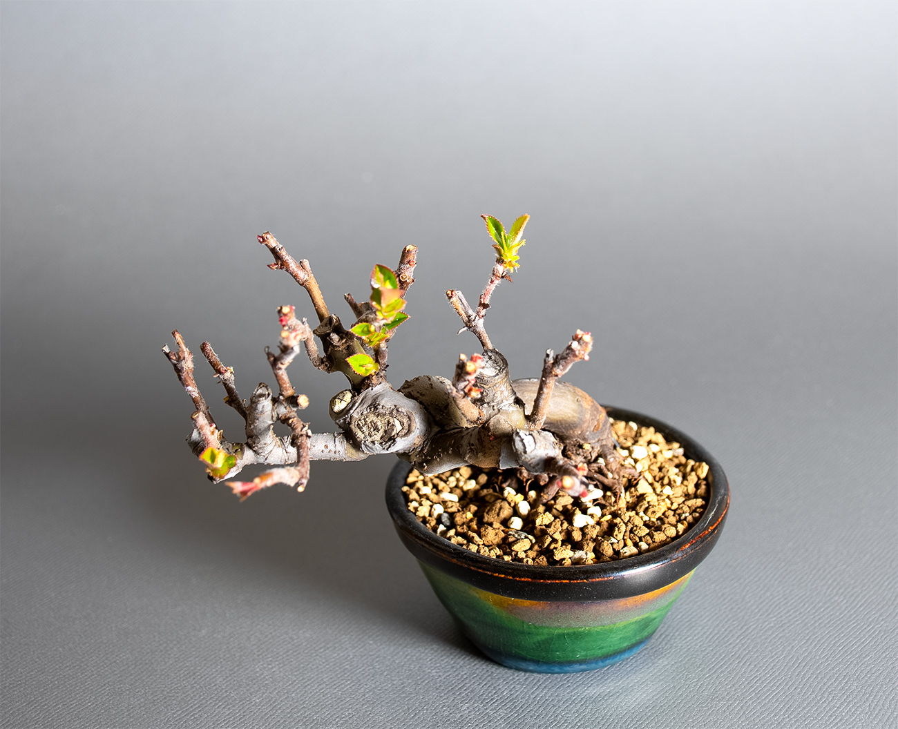 カリン-S2（かりん・花梨）実もの盆栽を上側から見た景色・Chaenomeles sinensis bonsai