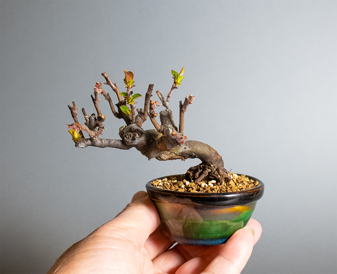 盆栽と國井正子盆栽鉢の販売・通販店のお薦め商品・ベランダで楽しむミニ盆栽・Bonsai and bonsai pots of shop