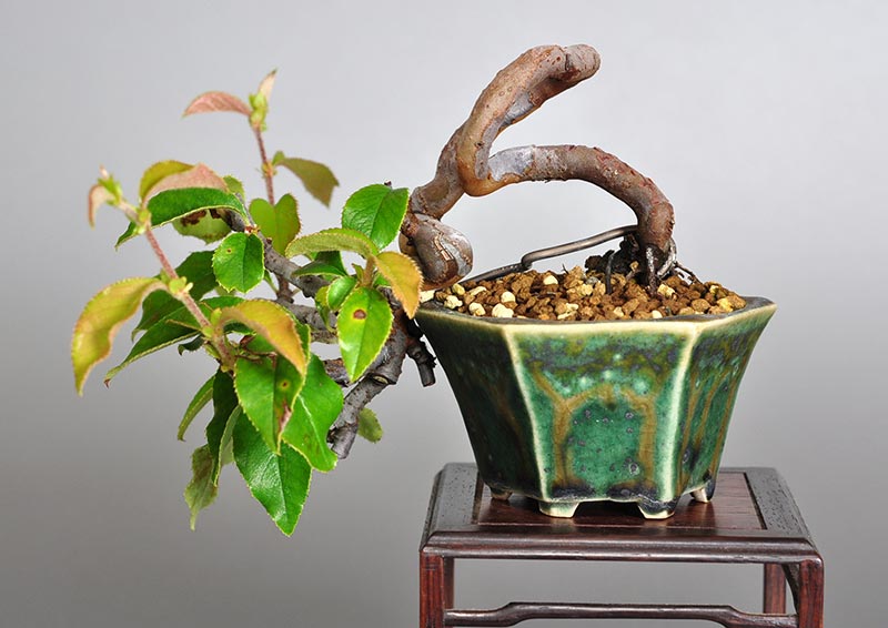 カリン-Y1-1（かりん・花梨）実もの盆栽の販売と育て方・作り方・Chaenomeles sinensis bonsai