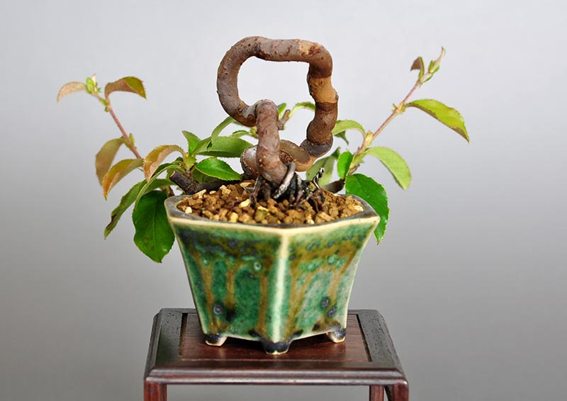 カリン-Y1-1（かりん・花梨）実もの盆栽を右側から見た景色・Chaenomeles sinensis bonsai