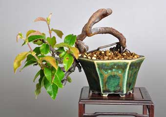 カリン-Y1（かりん・花梨）実もの盆栽の成長記録-1・Chaenomeles sinensis bonsai