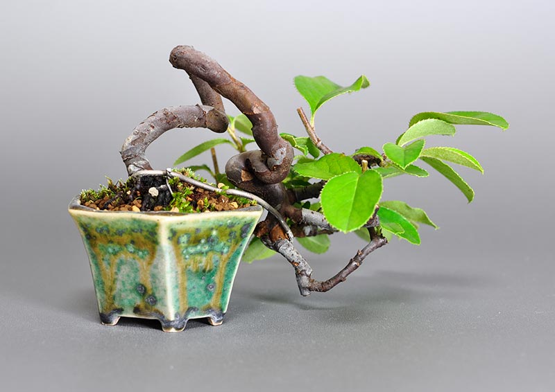 ミニ盆栽・カリン-Y1-2（かりん・花梨）実もの盆栽を裏側から見た景色・Chaenomeles sinensis bonsai