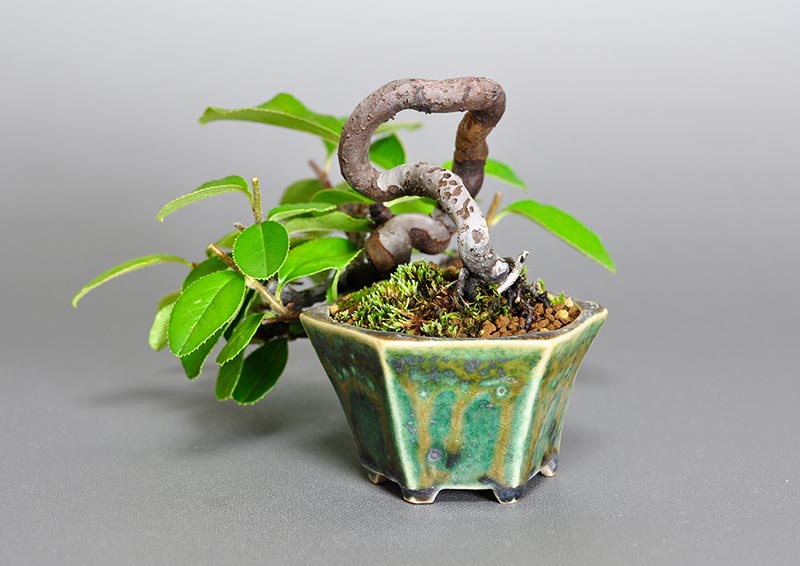 カリン-Y1-2（かりん・花梨）実もの盆栽を右側から見た景色・Chaenomeles sinensis bonsai