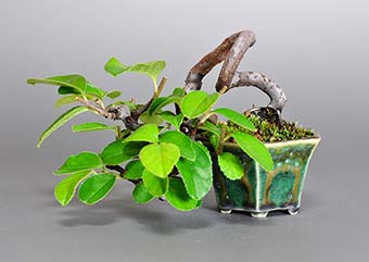 カリン-Y1（かりん・花梨）実もの盆栽の成長記録-2・Chaenomeles sinensis bonsai