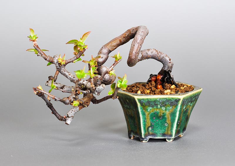 カリン-Y1（かりん・花梨）実もの盆栽の販売と育て方・作り方・Chaenomeles sinensis bonsai