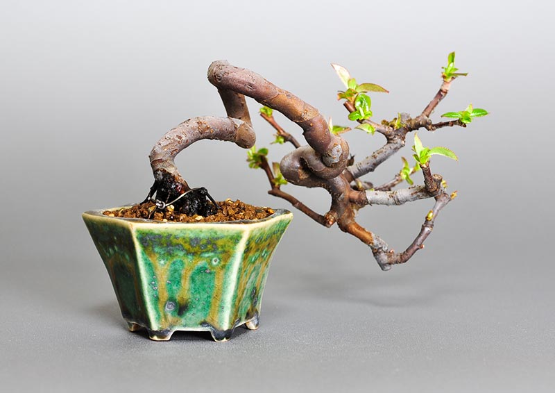 ミニ盆栽・カリン-Y1（かりん・花梨）実もの盆栽を裏側から見た景色・Chaenomeles sinensis bonsai