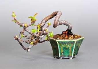 カリン-Y1（かりん・花梨）盆栽の樹作りの参考樹形・Chaenomeles sinensis Best bonsai