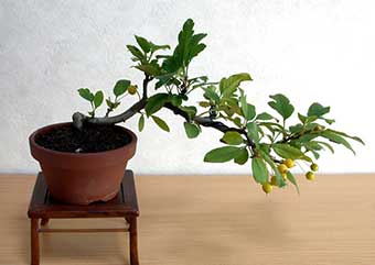 キミズミA（きみずみ・黄実酢実）実もの盆栽の成長記録-1・Malus sieboldii f. toringo bonsai photo