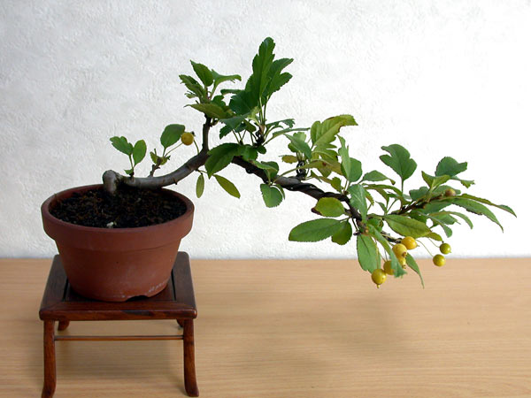 キミズミA-1（きみずみ・黄実酢実）実もの盆栽の販売と育て方・作り方・Malus sieboldii f. toringo bonsai photo