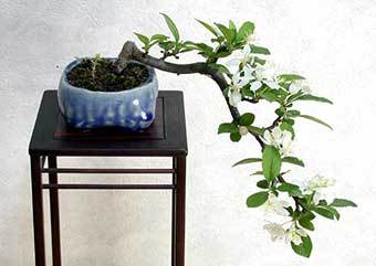 キミズミA（きみずみ・黄実酢実）実もの盆栽の成長記録-2・Malus sieboldii f. toringo bonsai photo