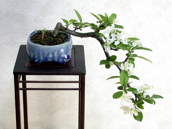 キミズミA-2（きみずみ・黄実酢実）実もの盆栽の販売と育て方・作り方・Malus sieboldii f. toringo bonsai photo