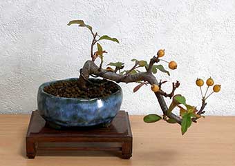キミズミA（きみずみ・黄実酢実）実もの盆栽の成長記録-3・Malus sieboldii f. toringo bonsai photo