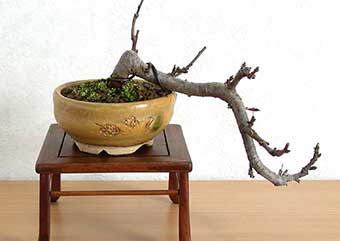 キミズミA（きみずみ・黄実酢実）実もの盆栽の成長記録-4・Malus sieboldii f. toringo bonsai photo