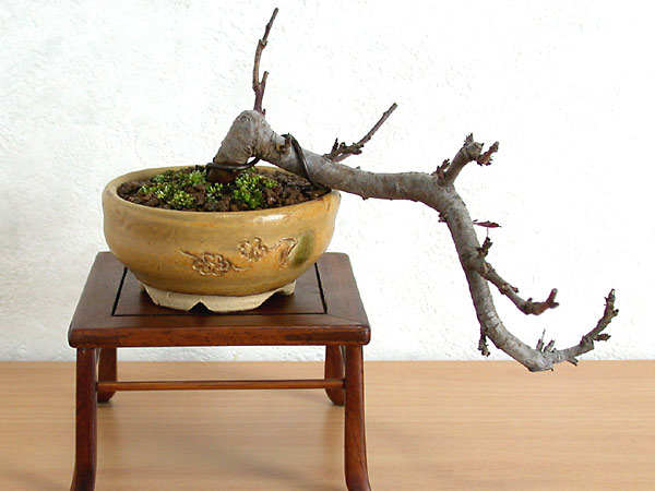 キミズミA-4（きみずみ・黄実酢実）実もの盆栽の販売と育て方・作り方・Malus sieboldii f. toringo bonsai photo