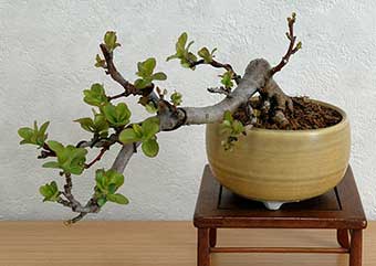 キミズミA（きみずみ・黄実酢実）実もの盆栽の成長記録-5・Malus sieboldii f. toringo bonsai photo