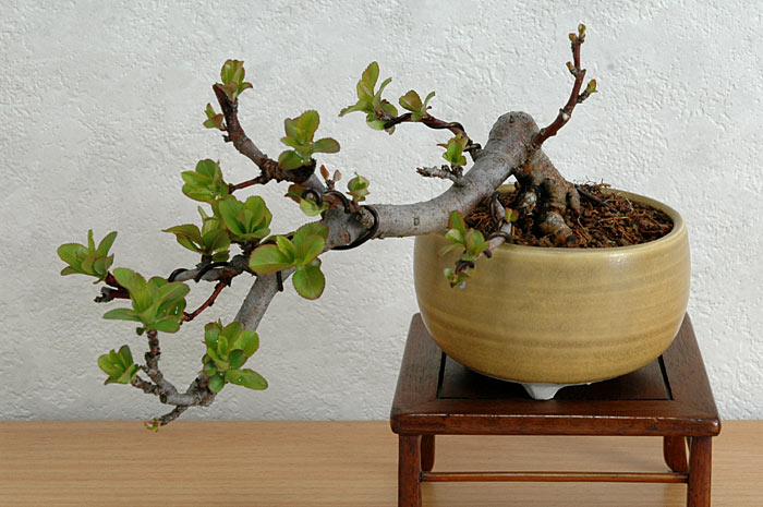 キミズミA-5（きみずみ・黄実酢実）実もの盆栽の販売と育て方・作り方・Malus sieboldii f. toringo bonsai photo