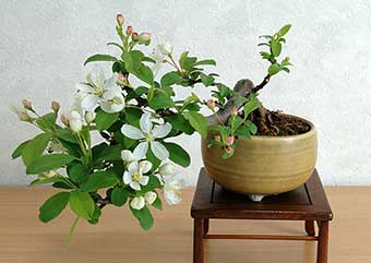 キミズミA（きみずみ・黄実酢実）実もの盆栽の成長記録-6・Malus sieboldii f. toringo bonsai photo