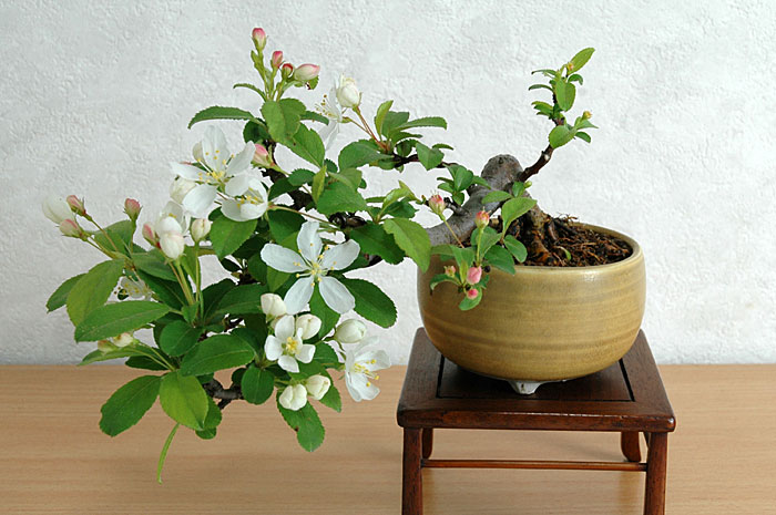キミズミA-6（きみずみ・黄実酢実）実もの盆栽の販売と育て方・作り方・Malus sieboldii f. toringo bonsai photo