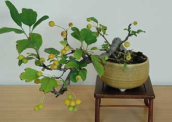 キミズミA（きみずみ・黄実酢実）実もの盆栽の成長記録-7・Malus sieboldii f. toringo bonsai photo