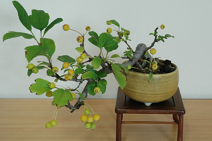 キミズミA-7（きみずみ・黄実酢実）実もの盆栽の販売と育て方・作り方・Malus sieboldii f. toringo bonsai photo