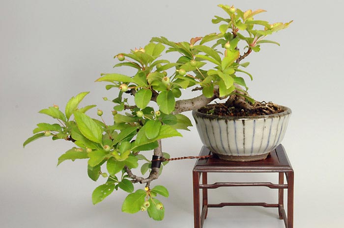 キミズミA（きみずみ・黄実酢実）実もの盆栽の販売と育て方・作り方・Malus sieboldii f. toringo bonsai photo