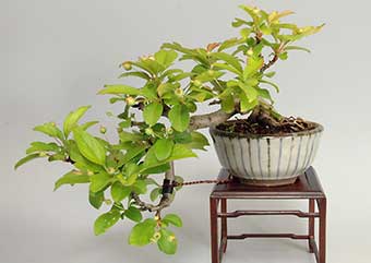 キミズミ-A・ズミ（きみずみ・ずみ・黄実酢実）盆栽の樹作りの参考樹形・Malus sieboldii f. toringo Best bonsai