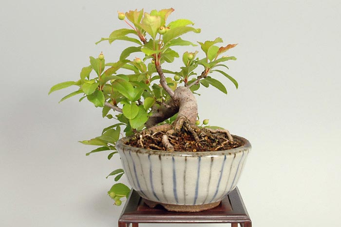 キミズミA（きみずみ・黄実酢実）実もの盆栽を右側から見た景色・Malus sieboldii f. toringo bonsai photo