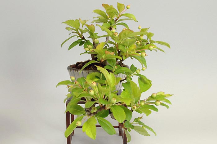 キミズミA（きみずみ・黄実酢実）実もの盆栽を左側から見た景色・Malus sieboldii f. toringo bonsai photo