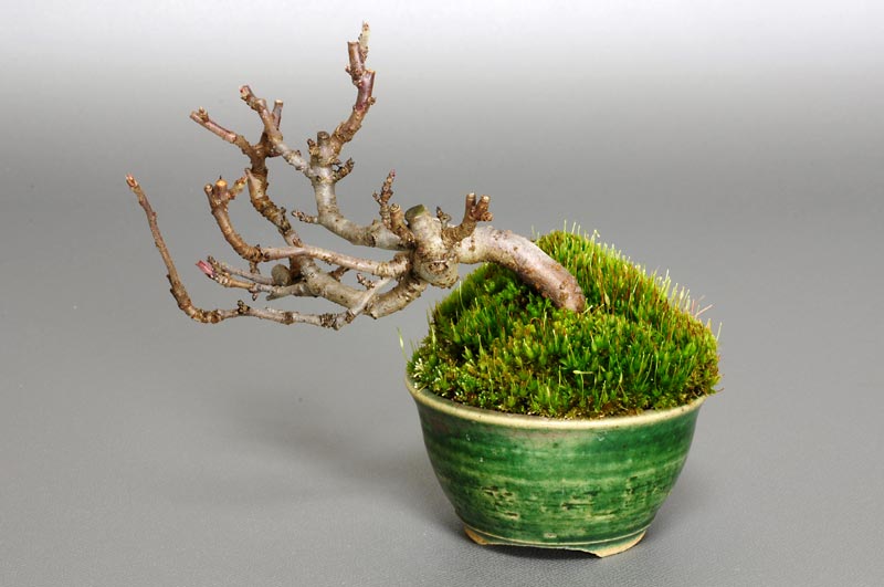 キミズミ-A1（きみずみ・黄実酢実）実もの盆栽の販売と育て方・作り方・Malus sieboldii f. toringo bonsai