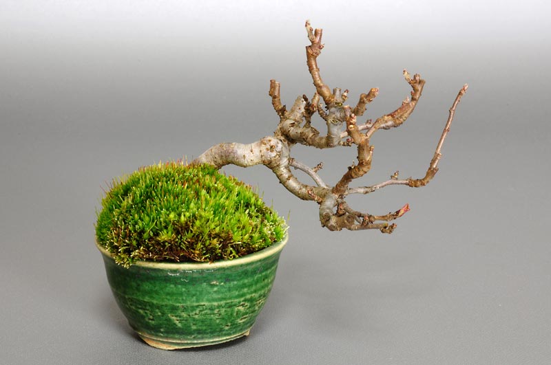 キミズミ-A1（きみずみ・黄実酢実）実もの盆栽を裏側から見た景色・Malus sieboldii f. toringo bonsai